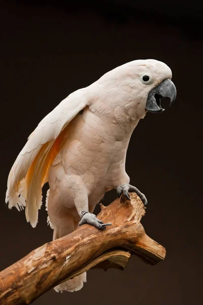 Egy Papagáj Sikolya Moluccan Kakadu Egy Ágon Egy Élénk Okos — Stock Fotó