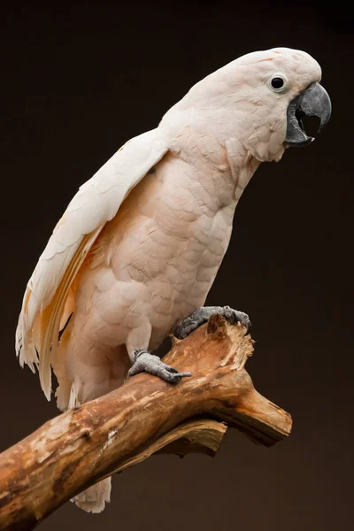 Egy Papagáj Sikolya Moluccan Kakadu Egy Ágon Egy Élénk Okos — Stock Fotó