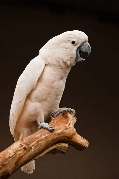 Výkřik Papouška Moluccan Cockatoo Sedí Větvi Pepřový Chytrý Světle Růžový — Stock fotografie