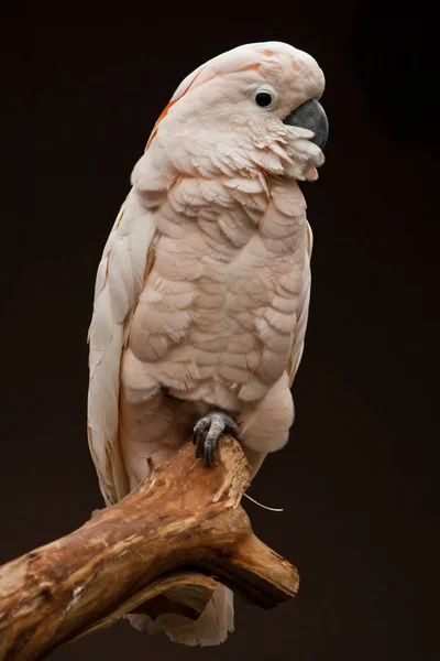Smutný Papoušek Moluccan Cockatoo Sedí Větvi Pepřový Chytrý Světle Růžový — Stock fotografie
