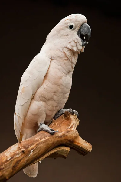 Moluccan Cockatoo Sedí Větvi Pepřový Chytrý Světle Růžový Pták Tmavém — Stock fotografie