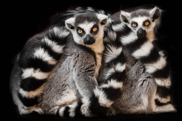 Two animals (ring-tailed lemur, ring-tailed lemur) sleep together curled up, eyes from a ball of hairy bodies, a symbol of sleep and nightmares glow from the darkness.