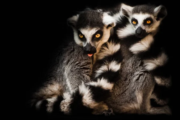 Hayvan Halka Kuyruklu Lemur Halka Kuyruklu Lemur Kıvrılmış Gözleri Kıllı — Stok fotoğraf