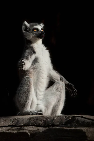 Cat Lemur meditation with luminous clear eyes in the dark. A fluffy monkey sits on a stone (hill, elevations) in the pose of a guru (teacher) engaged in spiritual practices (meditation). Animal symbol.