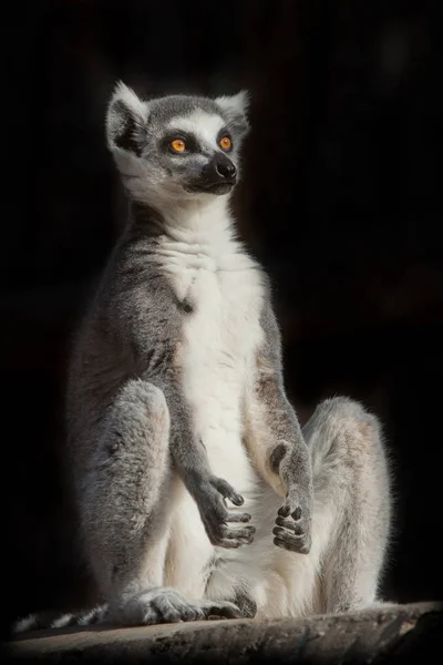 Ringsvans Lemur Mörkret Svart Bakgrund Sitter Som Engagerad Andlig Prakiki — Stockfoto