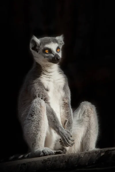 Ringelschwanzmaki Dunkeln Schwarzer Hintergrund Sitzt Wie Spiritueller Prakiki Meditation — Stockfoto