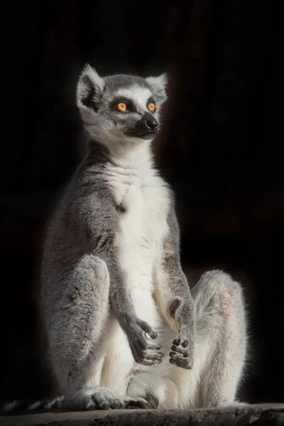 Ringsvans Lemur Mörkret Svart Bakgrund Sitter Som Engagerad Andlig Prakiki — Stockfoto