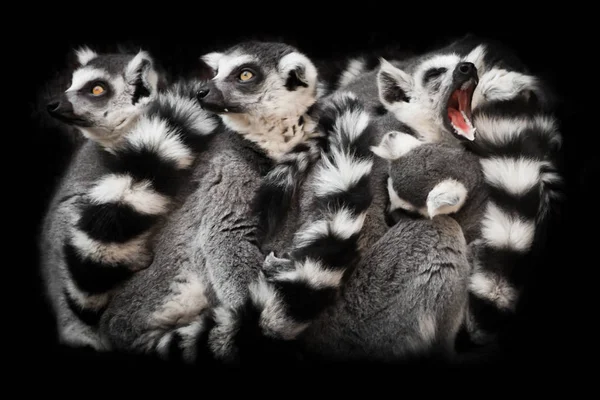 animals ( ring-tailed lemur) sleep in a group, eyes from a ball of hairy bodies, a symbol of sleep and nightmares glow from the darkness.