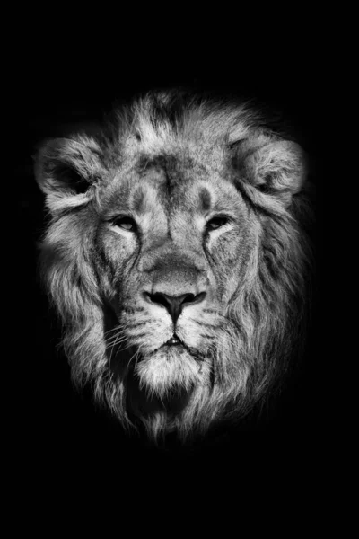 一只大雄狮的特写 背景是黑色的 头脑清醒 有一头漂亮的毛茸茸的鬃毛 黑白照片 — 图库照片