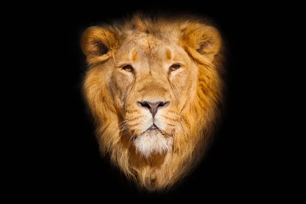 Nahaufnahme Porträt Eines Mächtigen Männlichen Löwen Isoliert Auf Schwarzem Hintergrund — Stockfoto