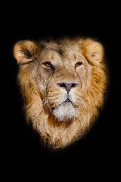 Close Portrait Powerful Male Lion Isolated Black Background Powerful Head — Stock Photo, Image