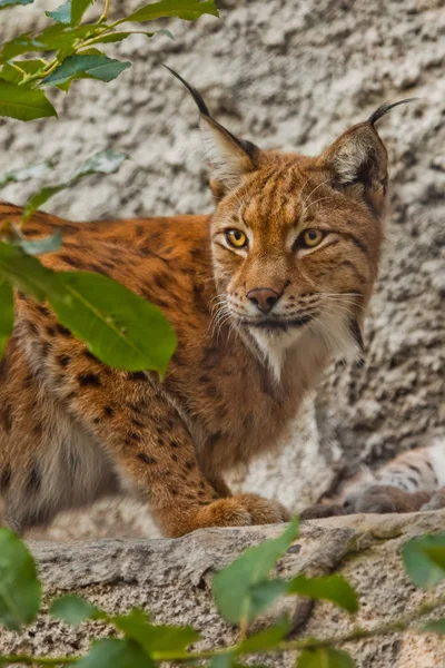 The face of a large beautiful lynx cat in summer, red hair and tassels on the ears.