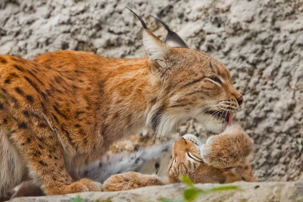 Mamá Lame Suavemente Gatito Símbolo Cuidado Amor Bozal Gran Lince — Foto de Stock