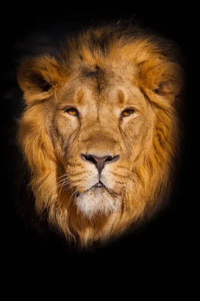 Close Portrait Powerful Male Lion Isolated Black Background Powerful Head — Stock Photo, Image