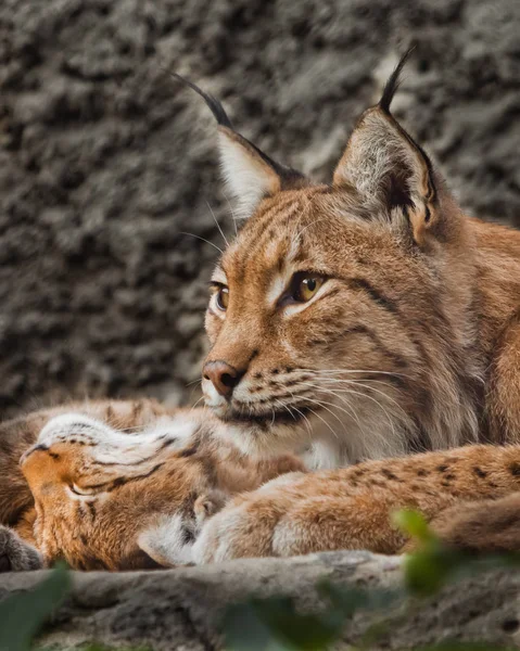 Mamá Gato Lince Encuentra Junto Gatito Cara Gato Cerca Mirada — Foto de Stock