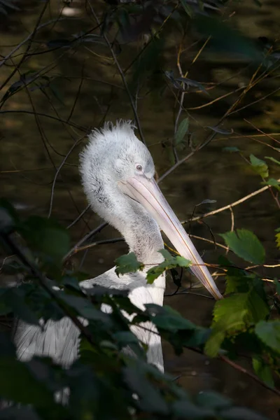 Pelicano Adolescente Aninhado Cabeça Belo Pássaro Close Fundo Vegetação Tons — Fotografia de Stock