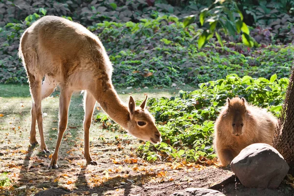 Llama Capybara Animal Symbols South Latin America Graze Peacefully Green — Stock Photo, Image