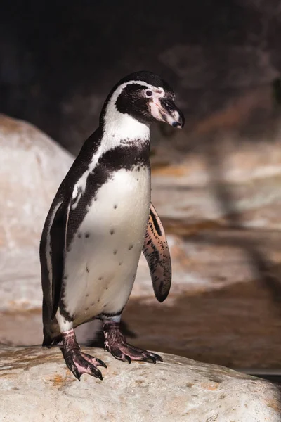 Pingüino Humboldt Cerca Encuentra Una Roca Iluminada Por Sol Hermoso —  Fotos de Stock