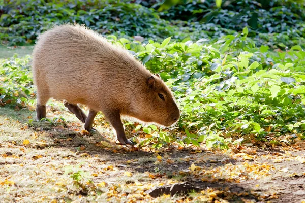 Capybara Ένα Πράσινο Γκαζόν Backlight Φως Ηλιοβασίλεμα Είναι Ένα Σύμβολο — Φωτογραφία Αρχείου