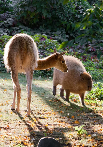Llama and capybara - animal symbols of South and Latin America graze peacefully on a green lawn together.