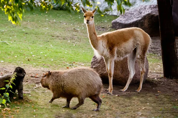 Lama Capybara Zvířecí Symboly Jižní Latinské Ameriky Spolu Klidně Pasou — Stock fotografie
