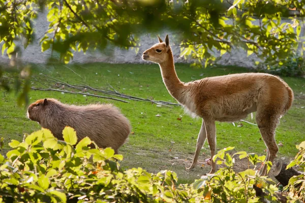 Llama Capybara Animal Symbols South Latin America Graze Peacefully Green — Stock Photo, Image