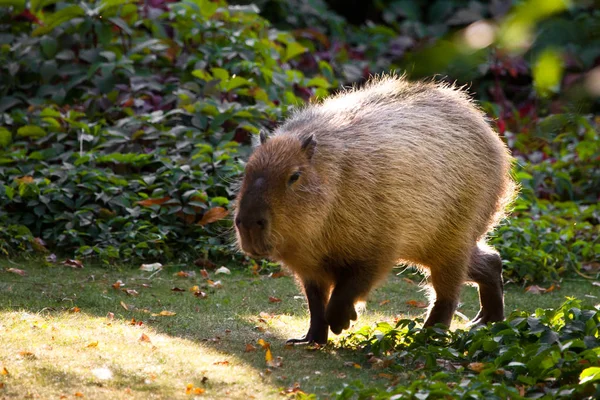 Günbatımında Yeşil Çimlerde Uzanan Capybara Güney Amerika Nın Bir Sembolüdür — Stok fotoğraf