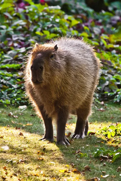 Günbatımında Yeşil Çimlerde Uzanan Capybara Güney Amerika Nın Bir Sembolüdür — Stok fotoğraf