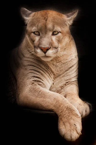 Puma Puma Liegt Isoliert Auf Schwarzem Hintergrund Schlanker Kräftiger Muskulöser — Stockfoto