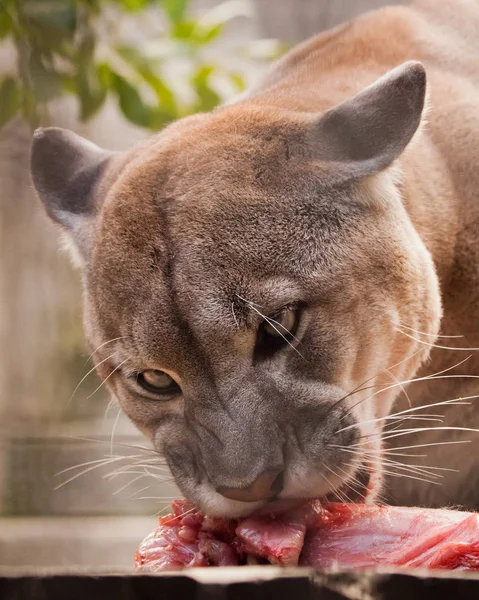 Eating Piece Meat Big Puma Cat Cougar Predatory Beast Eagerly — Stock Photo, Image