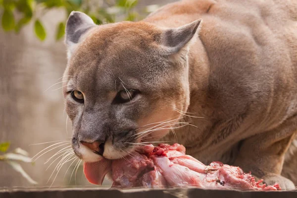 Eating Piece Meat Big Puma Cat Cougar Predatory Beast Eagerly — Stock Photo, Image