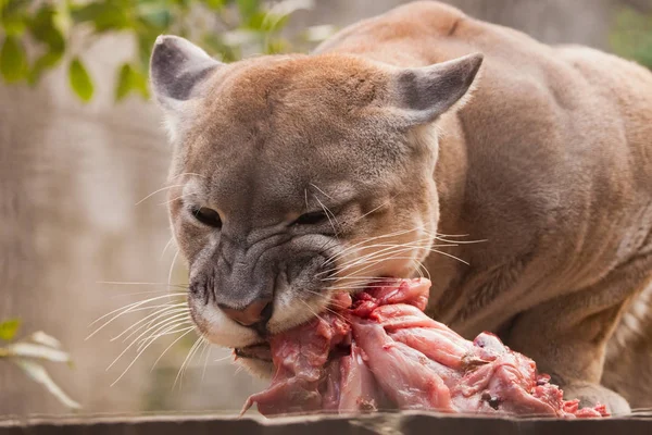 Eating Piece Meat Big Puma Cat Cougar Predatory Beast Eagerly — Stock Photo, Image