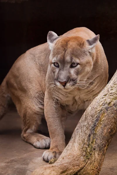 Puma Puma Smal Kraftfull Muskulös Kropp Odjuret Bakgrunden Logg Mörk — Stockfoto