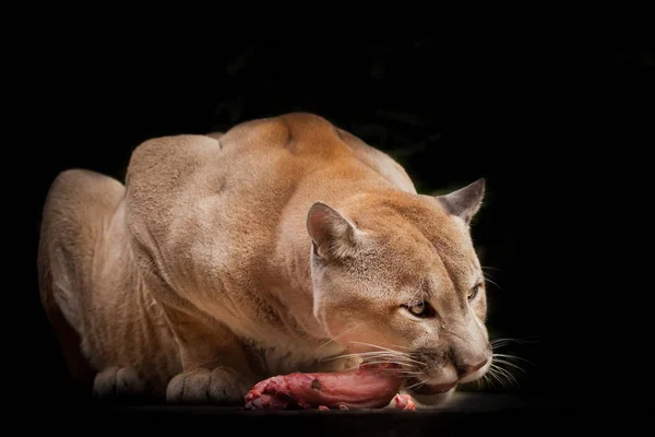 Drapieżna Duża Kocia Puma Puma Jedząca Kawałek Mięsa Drapieżna Bestia — Zdjęcie stockowe