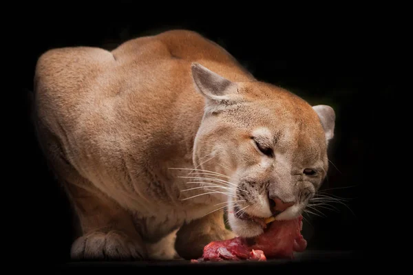 Predatory Big Cat Cougar Cougar Eating Piece Meat Predatory Beast — Stock Photo, Image