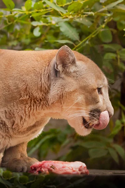 Chciwy Duży Puma Kot Puma Nad Kawałkiem Mięsa Jedzenie Czerwonego — Zdjęcie stockowe
