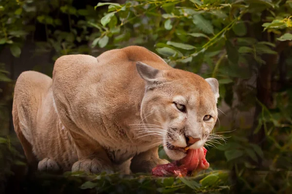 Açgözlü Büyük Kedi Puması Puma Bir Parça Üzerinde Kırmızı Yemek — Stok fotoğraf