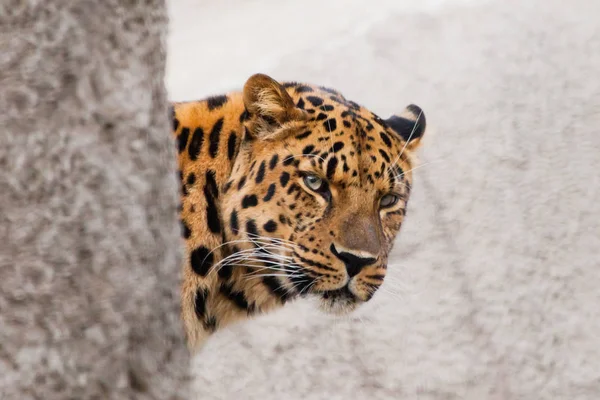 Leopard face (portrait) peeks out from behind a rock, the animal hides behind a stone rock and looks from there