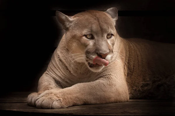 Puma (cougar)greedily licks  lies isolated on a black background; slender powerful muscular body of the beast, portrait