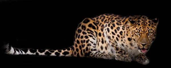 Leopard Long Tail Lies Isolated Black Background — Stock Photo, Image