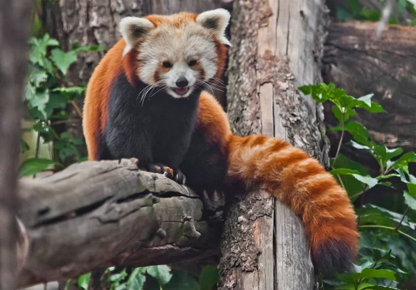 Red Panda (cat bear) - a cute little fluffy red animal (similar to a raccoon) from the mountainous areas of China climbs trees. cold tones.