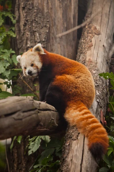 Czerwona Panda Kot Niedźwiedź Słodkie Małe Puszyste Czerwone Zwierzę Podobne — Zdjęcie stockowe