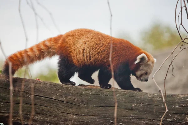 Goes Climbs Thicket Red Panda Cat Bear Cute Little Fluffy — ストック写真