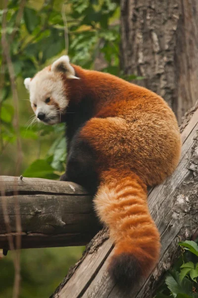 Kızıl Panda Kedi Ayı Çin Dağlık Bölgelerinden Gelen Sevimli Tüylü — Stok fotoğraf