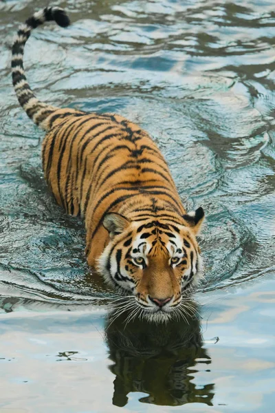 Flexão Estriado Gengibre Cauda Água Azul Jovem Belo Tigre Com — Fotografia de Stock