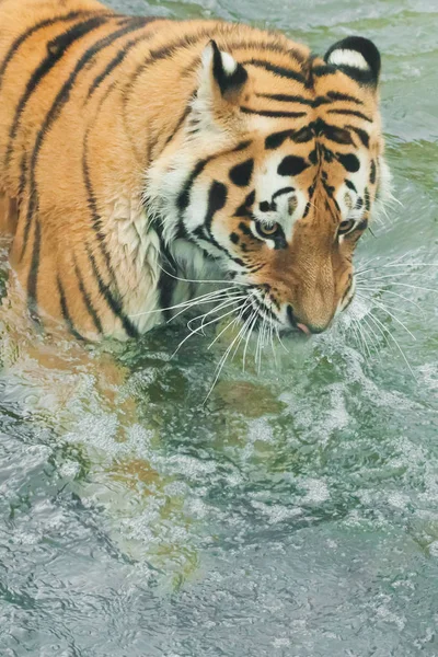 Las Capturas Agua Entre Las Burbujas Pescador Joven Tigre Hermoso — Foto de Stock