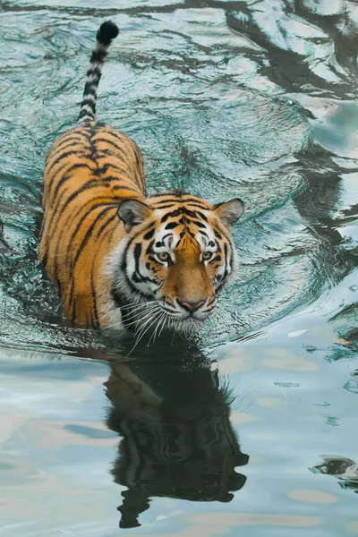 Olhar Cauteloso Prontidão Para Salto Água Azul Jovem Belo Tigre — Fotografia de Stock