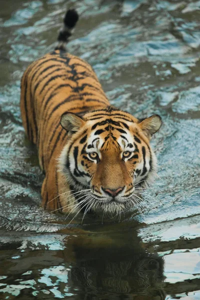 Arrasta Água Olhar Cuidadoso Jovem Belo Tigre Com Olhos Expressivos — Fotografia de Stock