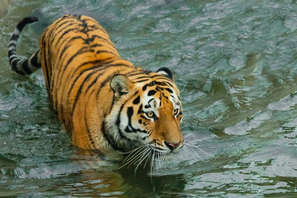 Esgueirar Jovem Belo Tigre Com Olhos Expressivos Caminha Água Banhos — Fotografia de Stock