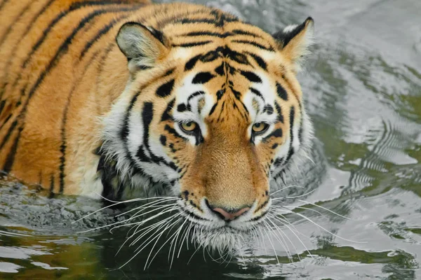 Harsh powerful tiger head. Young beautiful tiger with expressive eyes walks on the water (bathes), Predator\'s muzzle close-up.